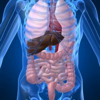Anatomy & Physiology Anatomy & Physiology