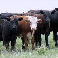 Farm Animals and Their Health Farm Animals and Their Health