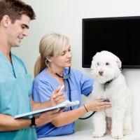 Veterinary Assistant Veterinary Assistant