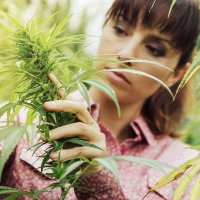 Cannabis Careers Cannabis Careers