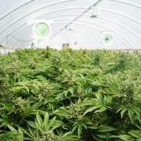 Cannabis Commercial Growing Cannabis Commercial Growing