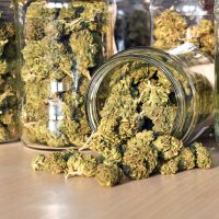 Beyond Buds Beyond Buds