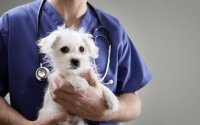 Animal Health Animal Health